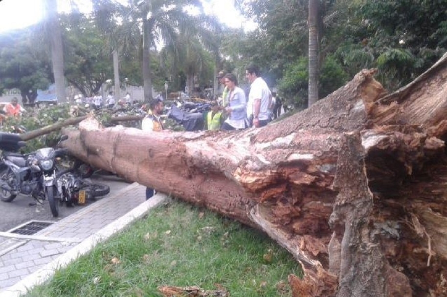 Cae árbol en Atanasio Girardot
