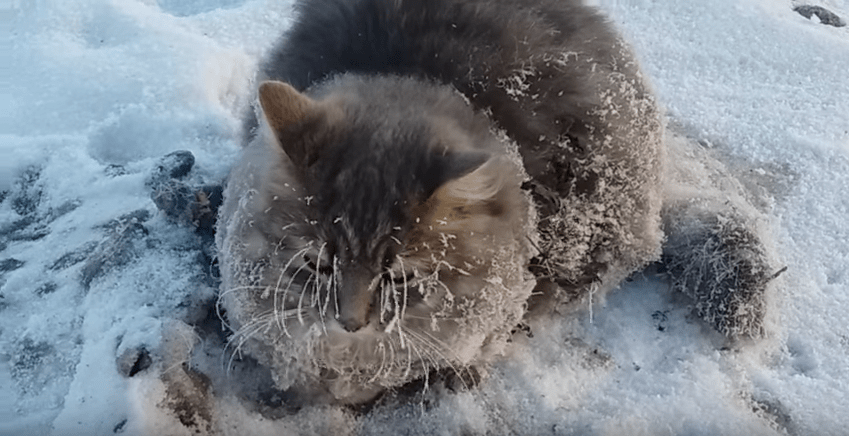 Rescatan gato atascado en el hielo. Pulzo.com