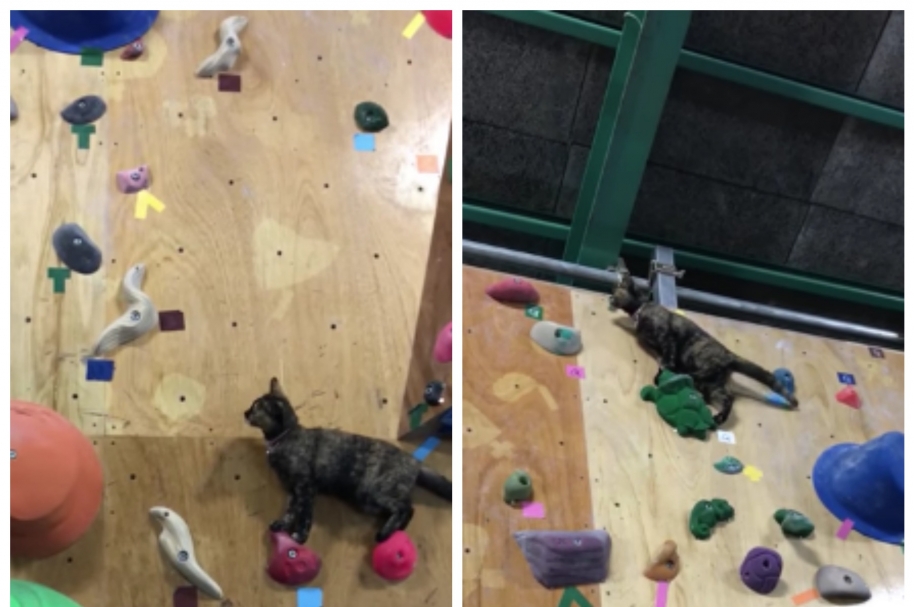 Una gata subió un muro de escalar en un gimnasio de Japón. Pulzo.com