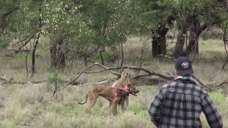 Pelea hombre y canguro