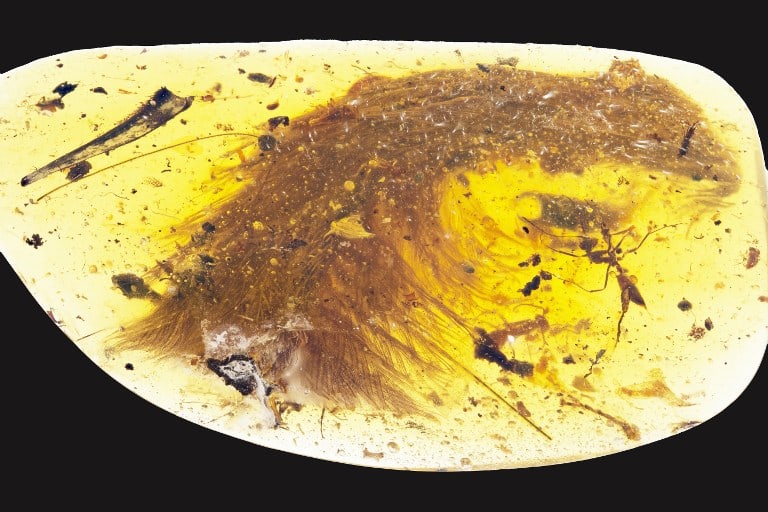 Científicos descubrieron una porción de la cola de un dinosaurio  emplumado dentro de un trozo de ámbar.