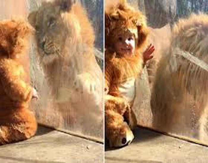 Reacción león al ver a un bebé disfrazado de él.