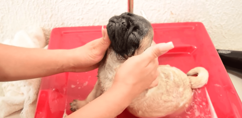 Perrito disfruta su primer baño. Pulzo.com