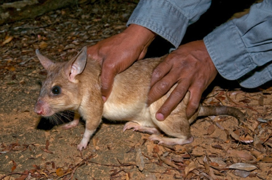 Riesenratten Riesenratten