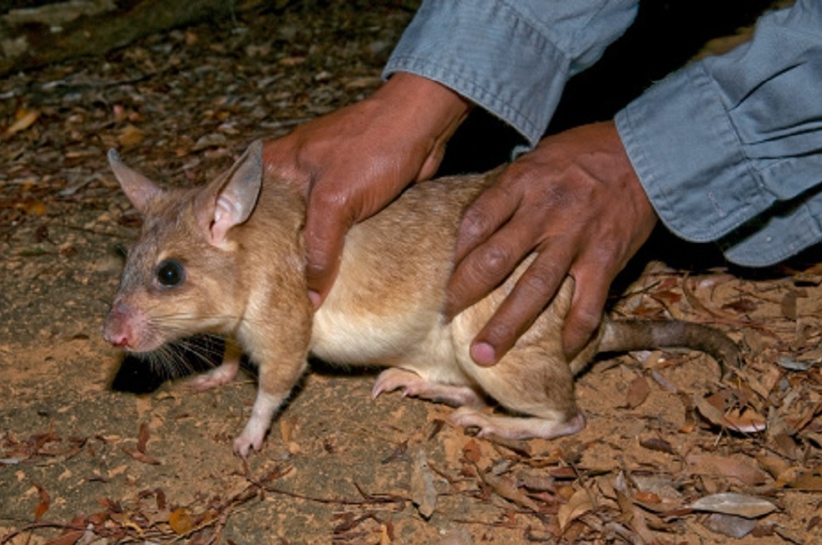 Rata gigante