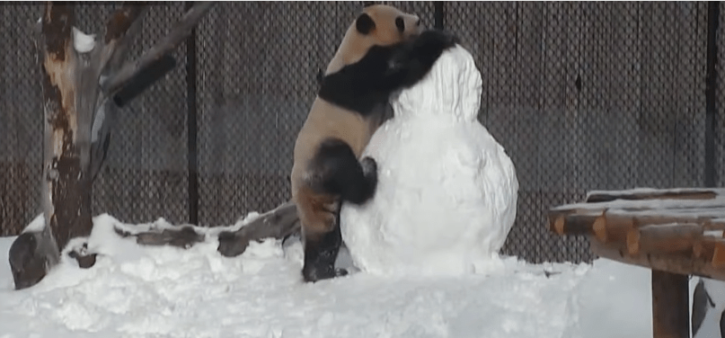 Panda 'lucha' contra muñeco de nieve. Pulzo.com