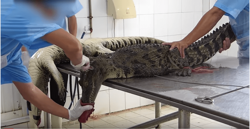 Cruel video muestra cómo matan cocodrilos para hacer bolsos Louis Vuitton.