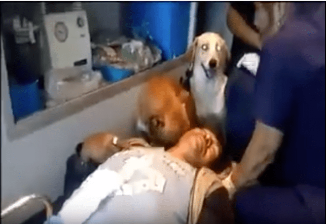 Fieles perros auxiliaron a su amo y lo acompañaron hasta el hospital.