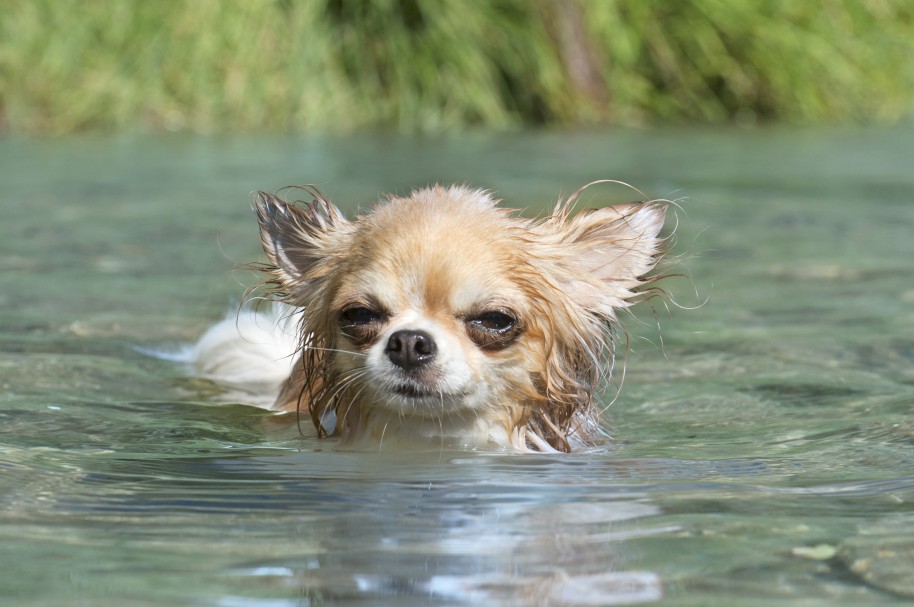 Chihuahua en el río