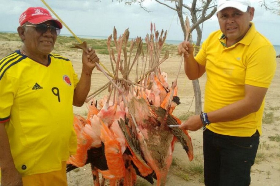 Flamencos rosados muertos