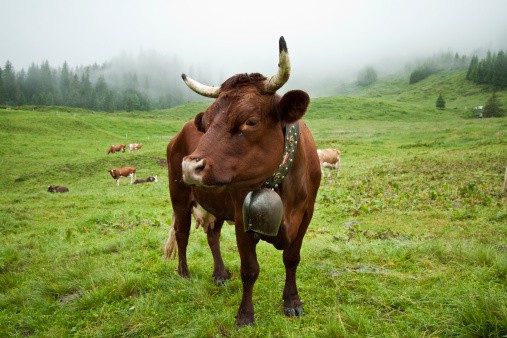 Vaca suiza