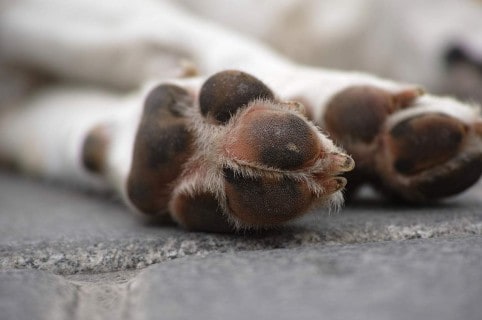 Perro. Pulzo.com