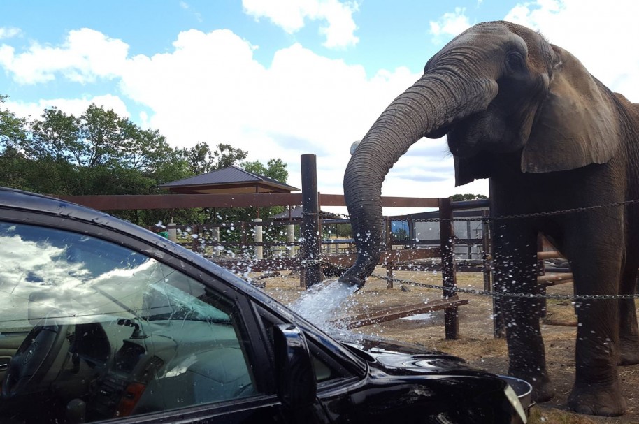 Elefante 'lavando' carros