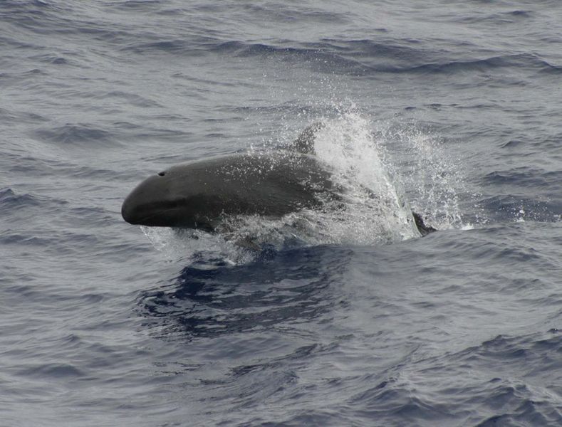 Orca negra