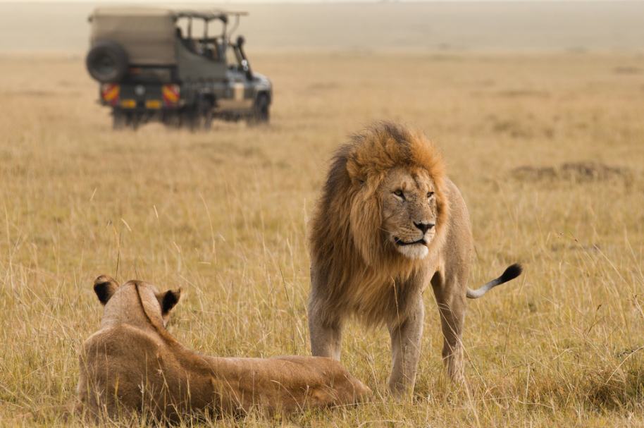 Leones en África. Pulzo.com. Leones en África. Pulzo.com.