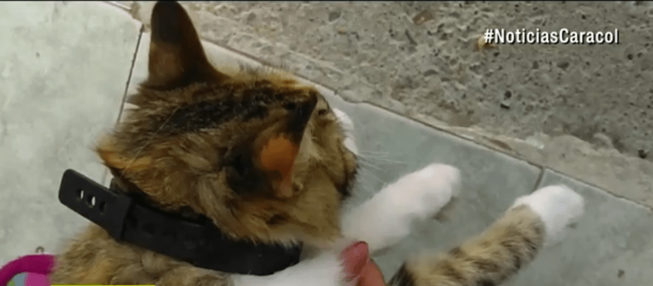 Gato hallado con brazalete del Inpec