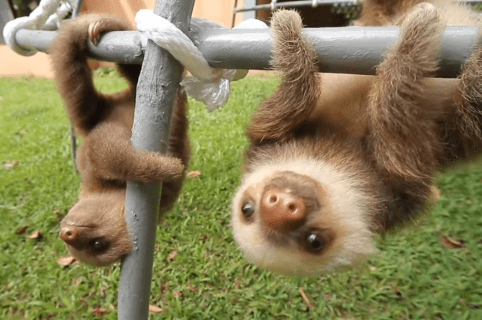 Bebes De Oso Perezoso Hablan Y Se Ven Muy Tiernos