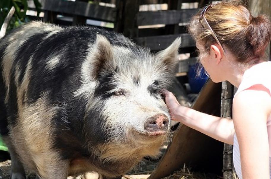 Mujer acaricia a un cerdo. Pulzo.com