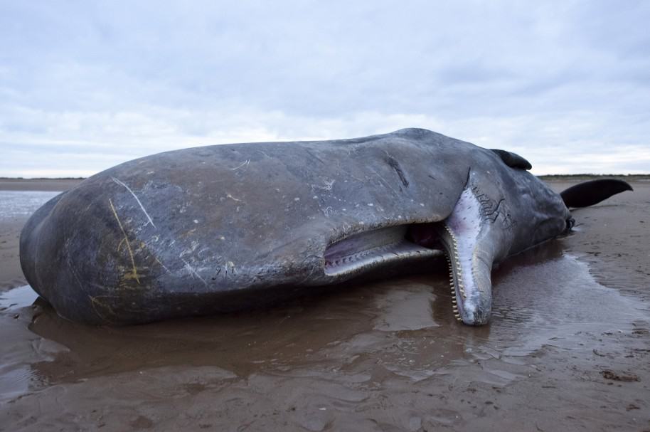 Ballenas jorobadas mueren en las costas de Nueva Zelanda