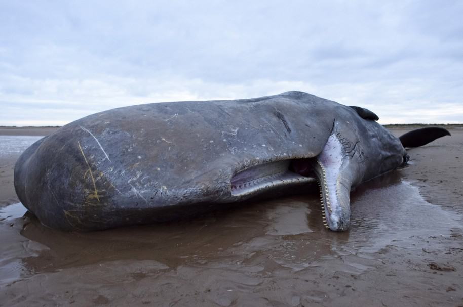 Ballenas jorobadas mueren en las costas de Nueva Zelanda Ballenas jorobadas mueren en las costas de Nueva Zelanda