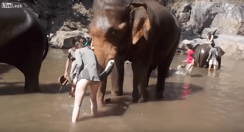 Turista acaricia a elefante. Pulzo.com