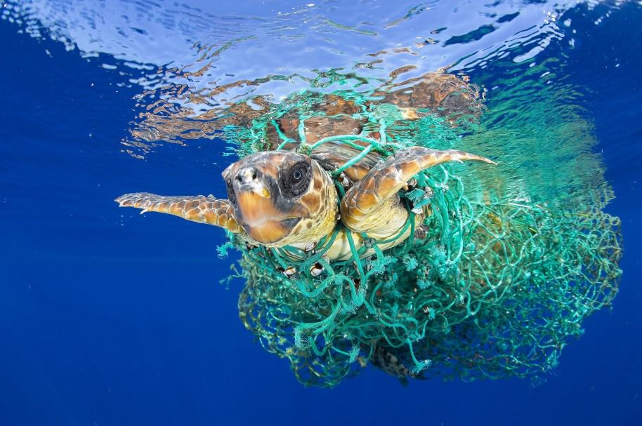 la instantánea ganadora del primer premio individual World Press Photo en la categoría de Naturaleza