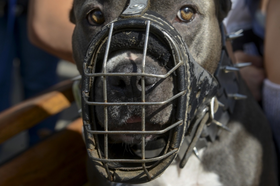 Perro raza pitbull.
