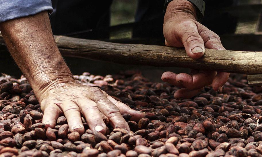 Cacao en grano