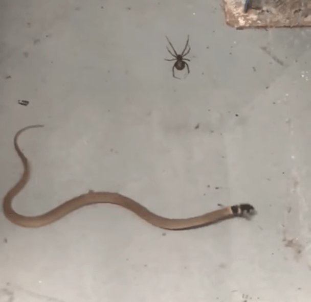 Serpiente pelea contra araña. Pulzo.com.