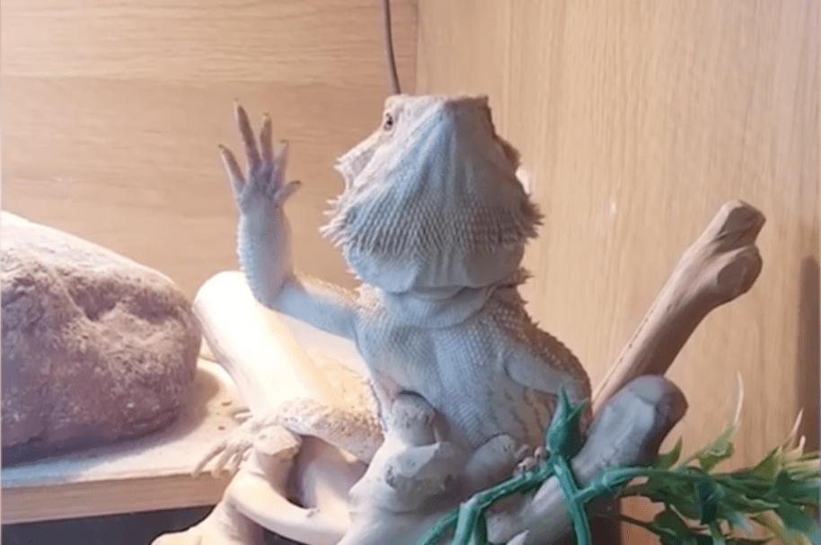 Lagarto