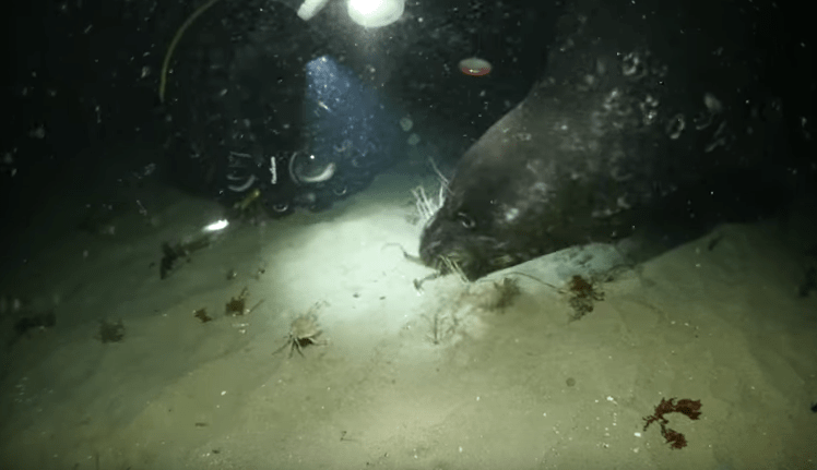 Momento en que foca caza a pulpo. Pulzo.com