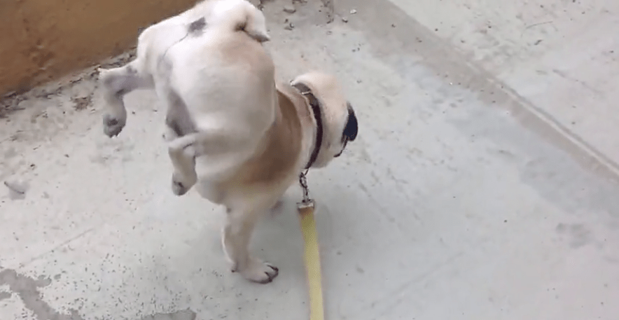Perro orina de forma extraña. Pulzo.com. Perro orina de forma extraña. Pulzo.com.