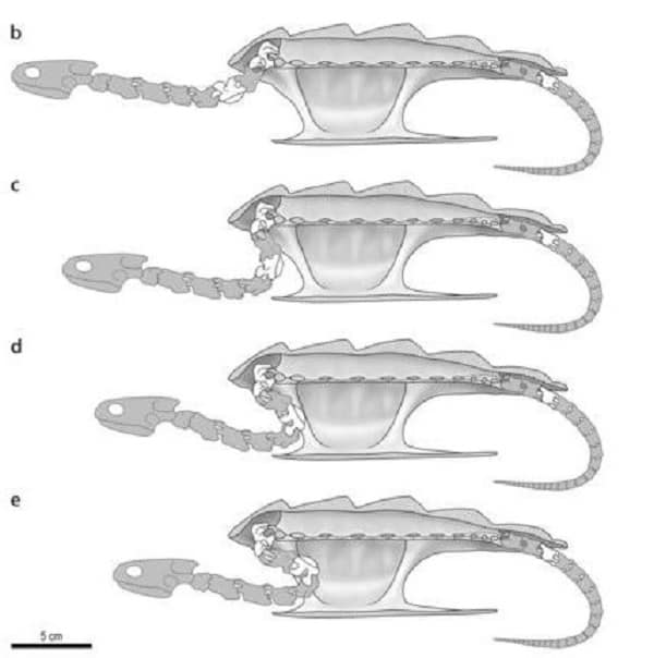 Gráfico movilidad del cuello de la Platychelys oberndorferi. Gráfico movilidad del cuello de la Platychelys oberndorferi.