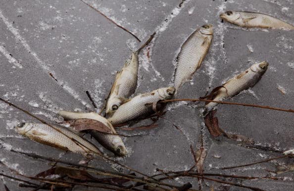 Mortandad de peces