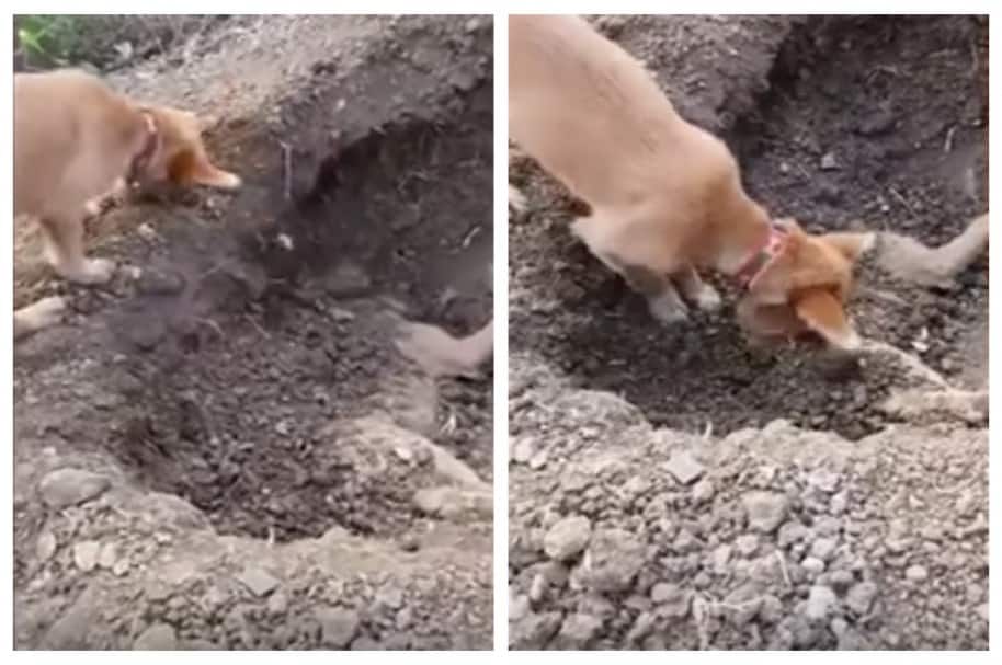 Perro entierra a su amigo perro. Pulzo.com