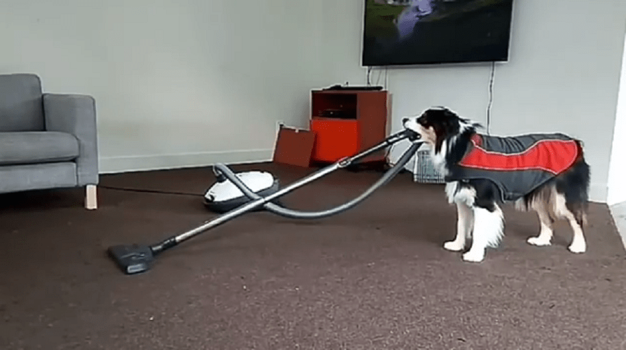 Perro haciendo cosas de humanos