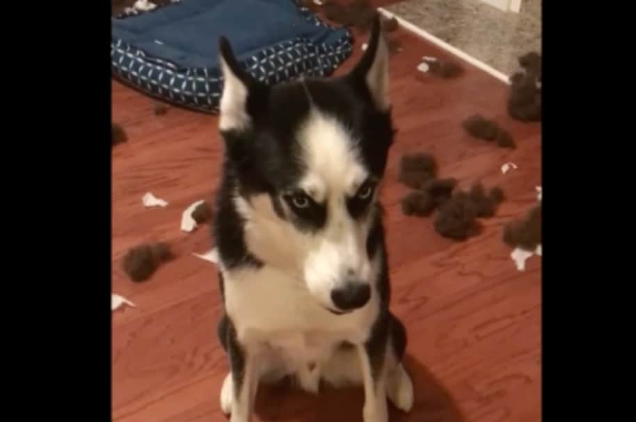 Husky siberiano explica desastre en su casa.
