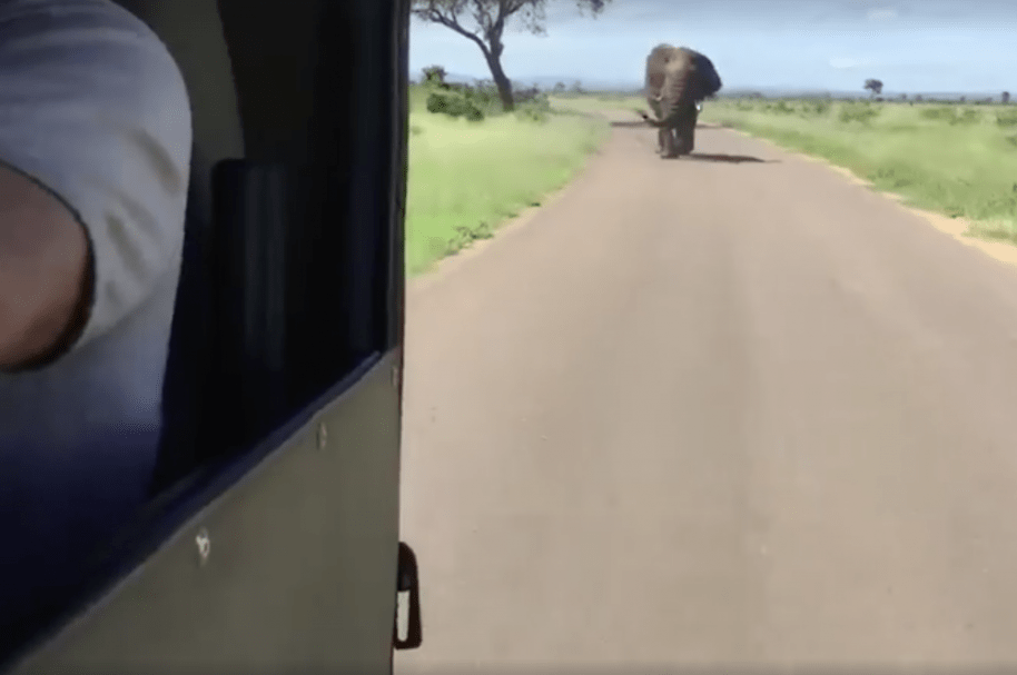 Elefante persigue a turistas que hacían safari en África. Pulzo.com