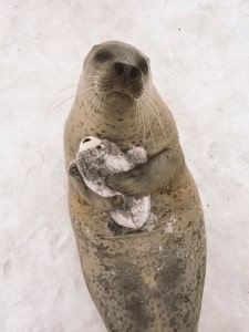 Foca y su peluche Foca y su peluche