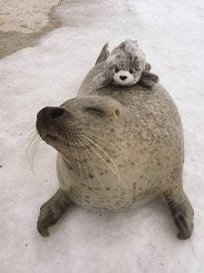 Foca y su peluche Foca y su peluche