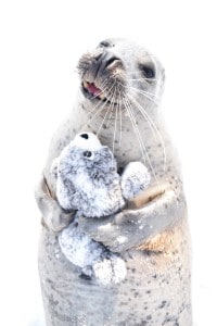 Foca y su juguete Foca y su juguete
