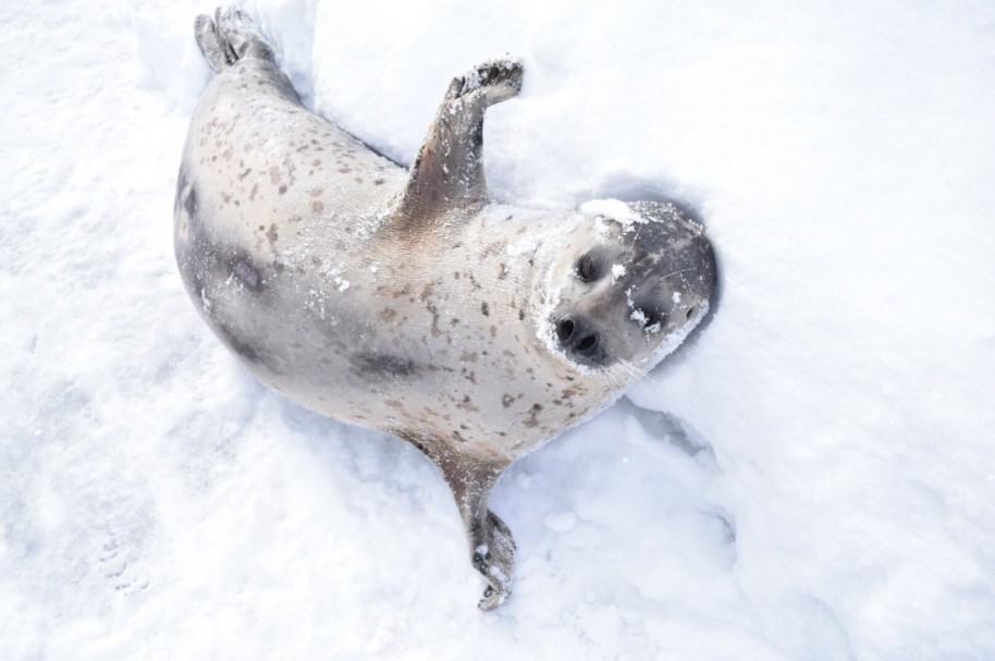 Foca