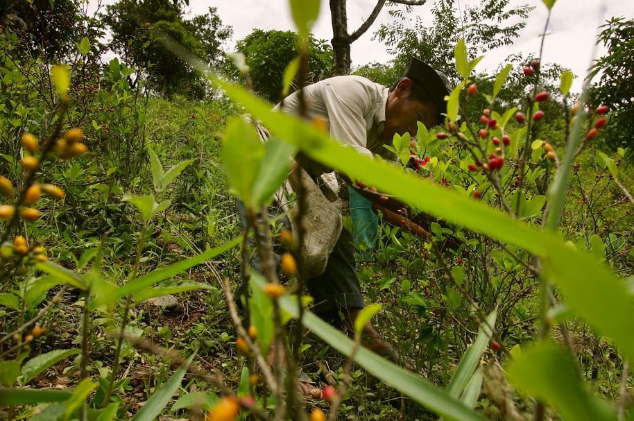 Cultivo de coca