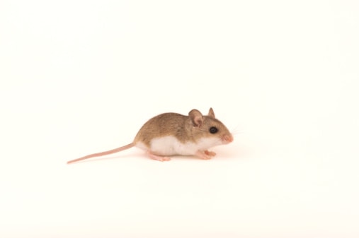Ratón