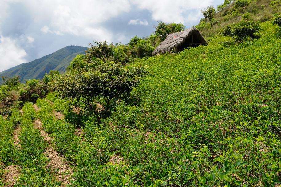 Cultivos de coca en la cordillera de Los Andes