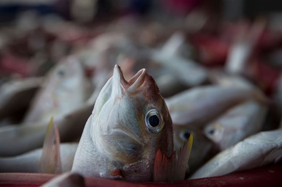 Comida con pescado