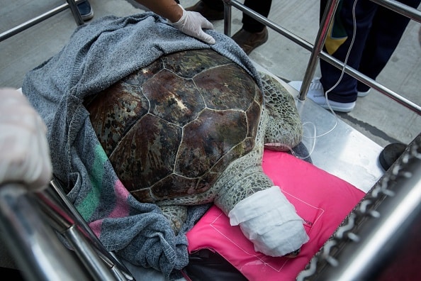 Sea turtle "Bank" in Thailand