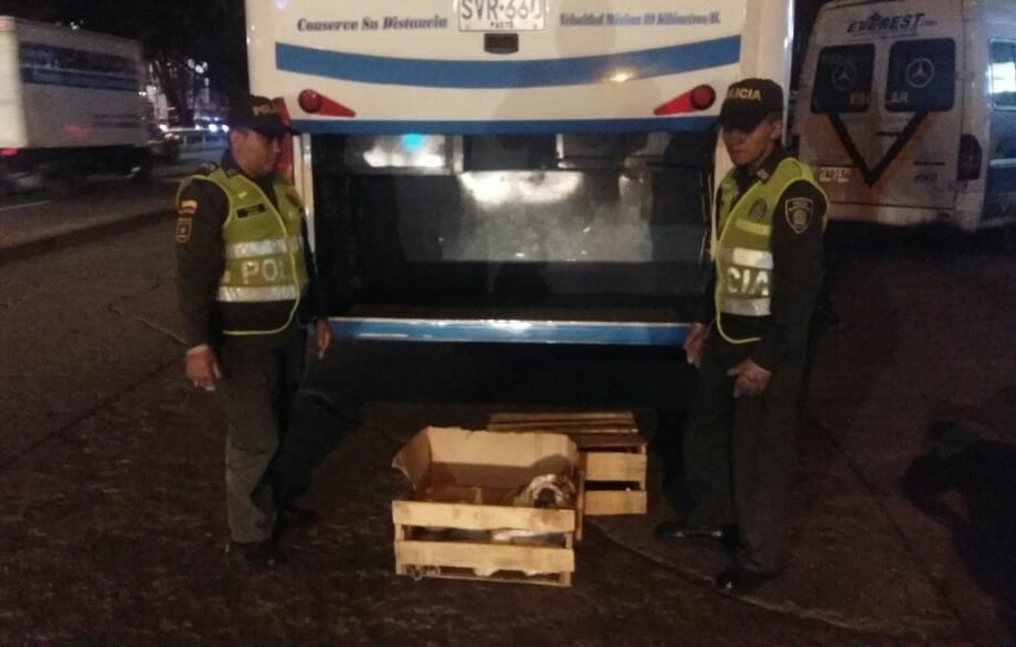 Perrito bulldog muerto en bodega de un bus