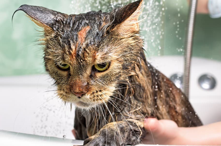 Gato mojado después del baño. Pulzo.com