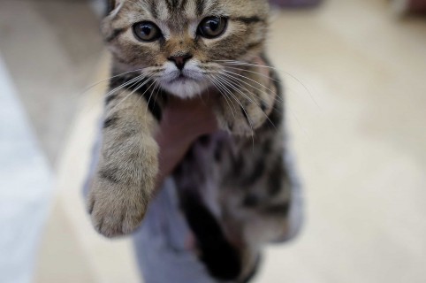 Gato